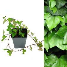 Hedera helix english for sale  GLASGOW