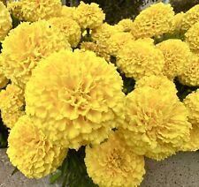 350x african marigold for sale  DEWSBURY