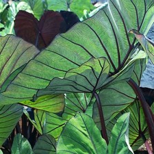 Colocasia blue hawaii for sale  BECCLES