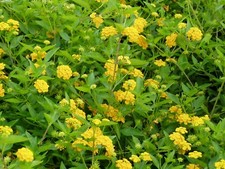 Lantana new gold for sale  Statesboro