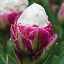 Tulip tulipa special for sale  UK