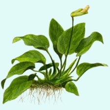 Anubias barteri nana for sale  Forney