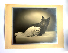 Fotokunst 1934 hund gebraucht kaufen  Wardenburg