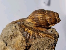 Rare gastéropode santonien d'occasion  Sessenheim