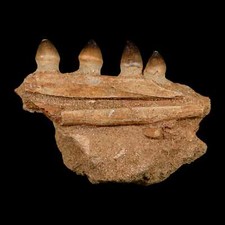 4.2 globidens mosasaur for sale  Post Falls