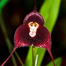Semi orchidea forma usato  Italia