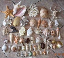 Coquillages collection coquill d'occasion  Agde