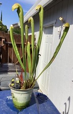 Xxlg sarracenia minor for sale  Citrus Heights