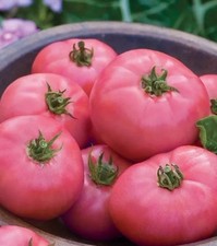 Tomato seeds wild for sale  LONDON