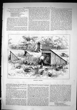 Antique old print for sale  UK