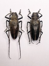 Entomology taxidermy batocera usato  Roma