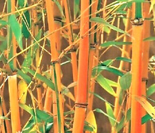 10 SEMENTES DE BAMBU FONTE VERMELHA - Fargesia 'Jiuzhaigou' comprar usado  Enviando para Brazil