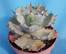 agave usato agave usato Roma