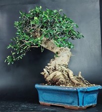 Bonsai olivastro wildolive usato  Venezia