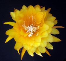 Epiphyllum orchid cactus for sale  Fremont