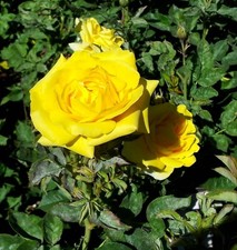 Rosa michelangelo rosa usato  Napoli