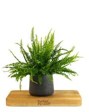 Boston fern nephrolepsis for sale  HAILSHAM