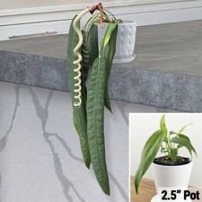Seeds anthurium wendlingeri for sale  Grandview
