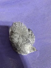Mix andalusian coturnix for sale  Mesquite