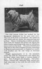 Puli 1970 vintage for sale  Tampa