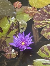 Midnight seranade tropical for sale  Tolleson