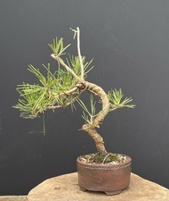 Kleine waldkiefer bonsai gebraucht kaufen  Borstel-Hohenraden