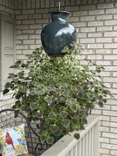 Coleus rose petal for sale  Vandalia