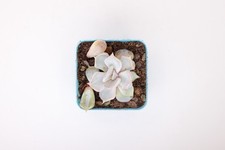 Echeveria thriller pearl for sale  LONDON