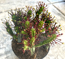 Euphorbia enopla pinchusion for sale  San Marcos