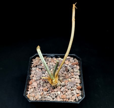 Astrophytum caput medusae for sale  NORWICH
