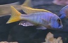 African cichlid hap for sale  Ellenburg Depot
