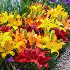 Lilium asiatic border for sale  Fairview