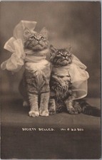 tabby kittens for sale tabby kittens for sale Burnsville