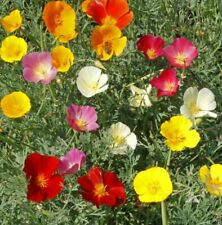 California poppy mix usato  Spedire a Italy