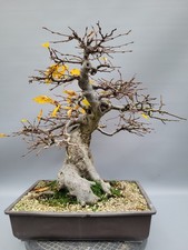 hainbuche gebraucht kaufen hainbuche gebraucht kaufen  Wilnsdorf