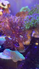 lps coral for sale lps coral for sale CREWE