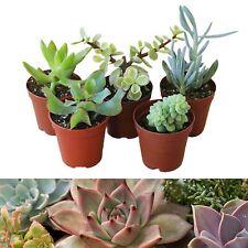 Mixed succulent plants for sale  GLASGOW