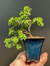Bonsai tree mame for sale  Richmond