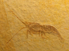 Acanthochirana crostaceo fossi usato  Napoli