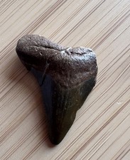 Megalodon tooth small for sale  HARROW