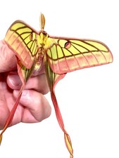 Insect moth saturniidae d'occasion  Expédié en Belgium