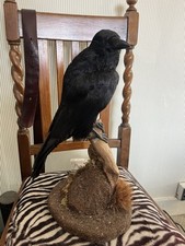 Taxidermy crow for sale  WOODFORD GREEN