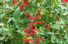 Sage pineapple salvia for sale  Jackson
