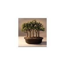Baby jade bonsai for sale  Patchogue