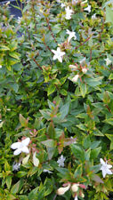 Abelia grandiflora sherwood d'occasion  Mont-près-Chambord