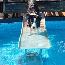 Petstep pool ramp for sale  Scottsdale