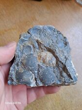 Nice multi fossil for sale  NOTTINGHAM