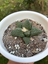 Ariocarpus seed grown for sale  Sherman Oaks