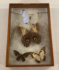Framed mounted ecuador for sale  Midlothian