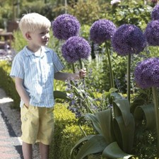 Giant allium globemaster for sale Giant allium globemaster for sale  PRESTON